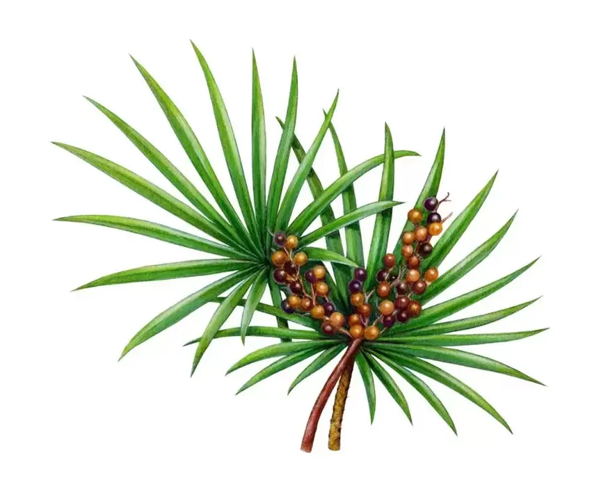 saw palmetto spray Trichomist Forte